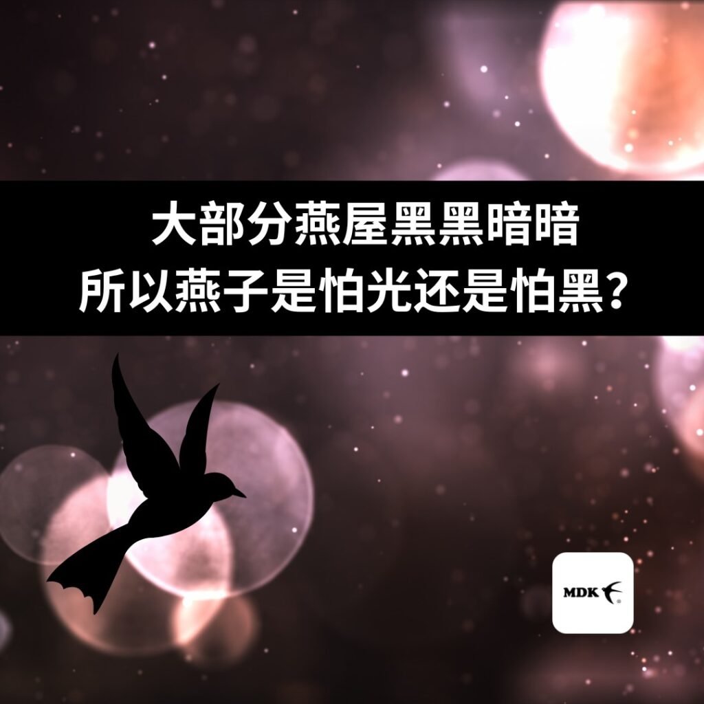 大部分燕屋黑黑暗暗，所以燕子是怕光还是怕黑？— MDK Swiftlet