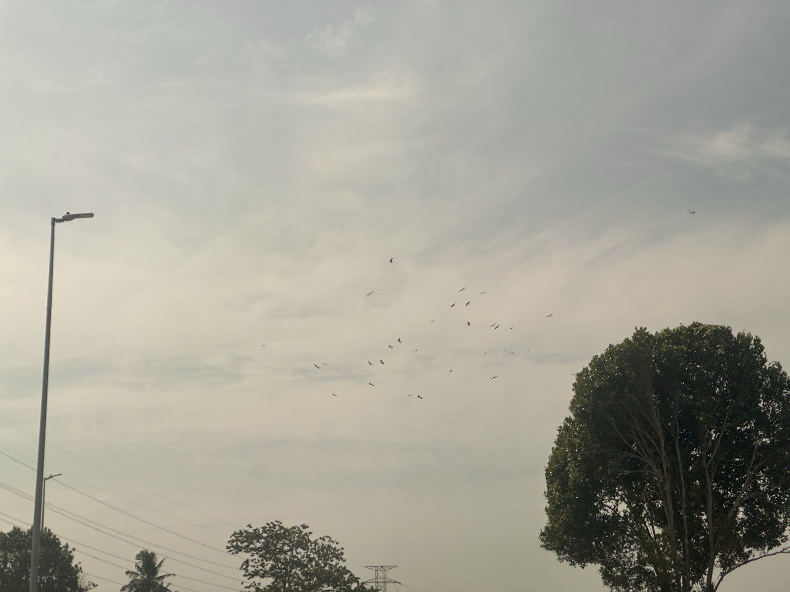 A flock of birds flying in the sky outside