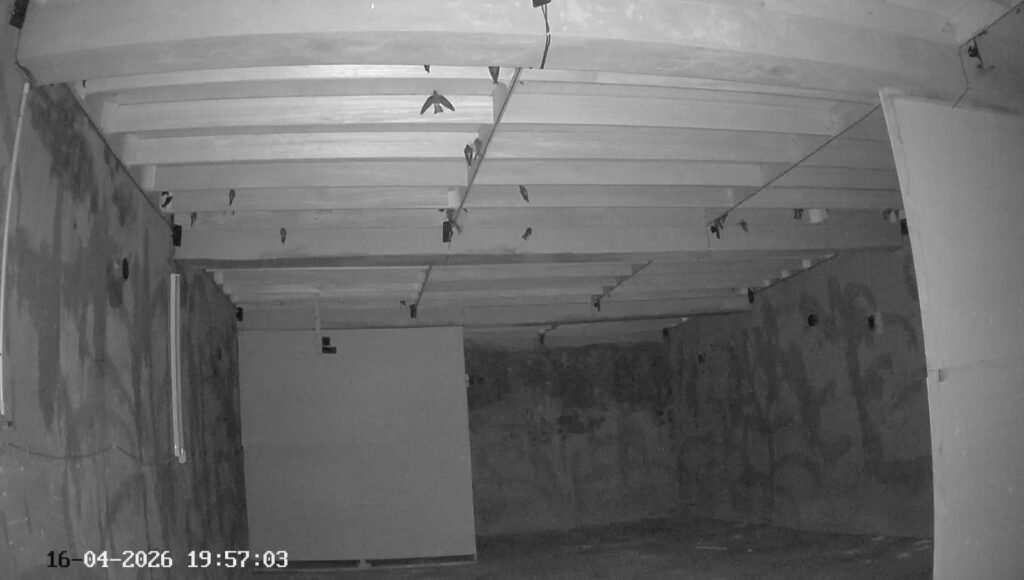 Camera view inside a swiftlet house showing rows of nesting planks