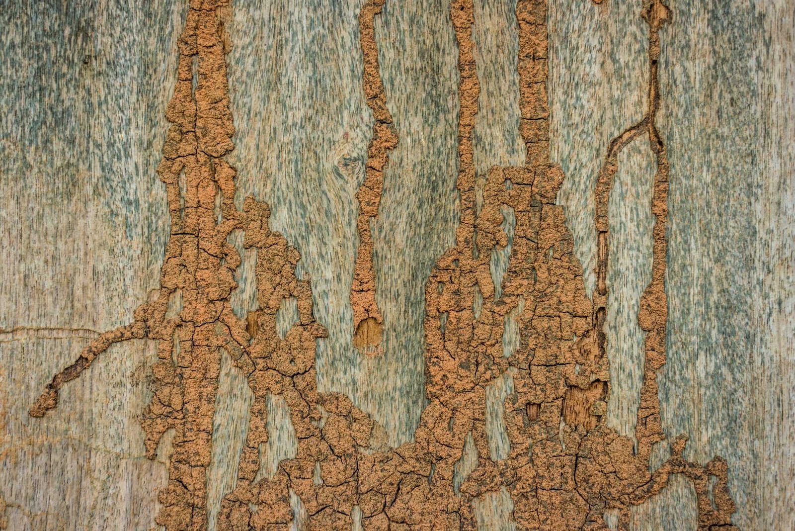 Termite mud trails running across a wooden plank