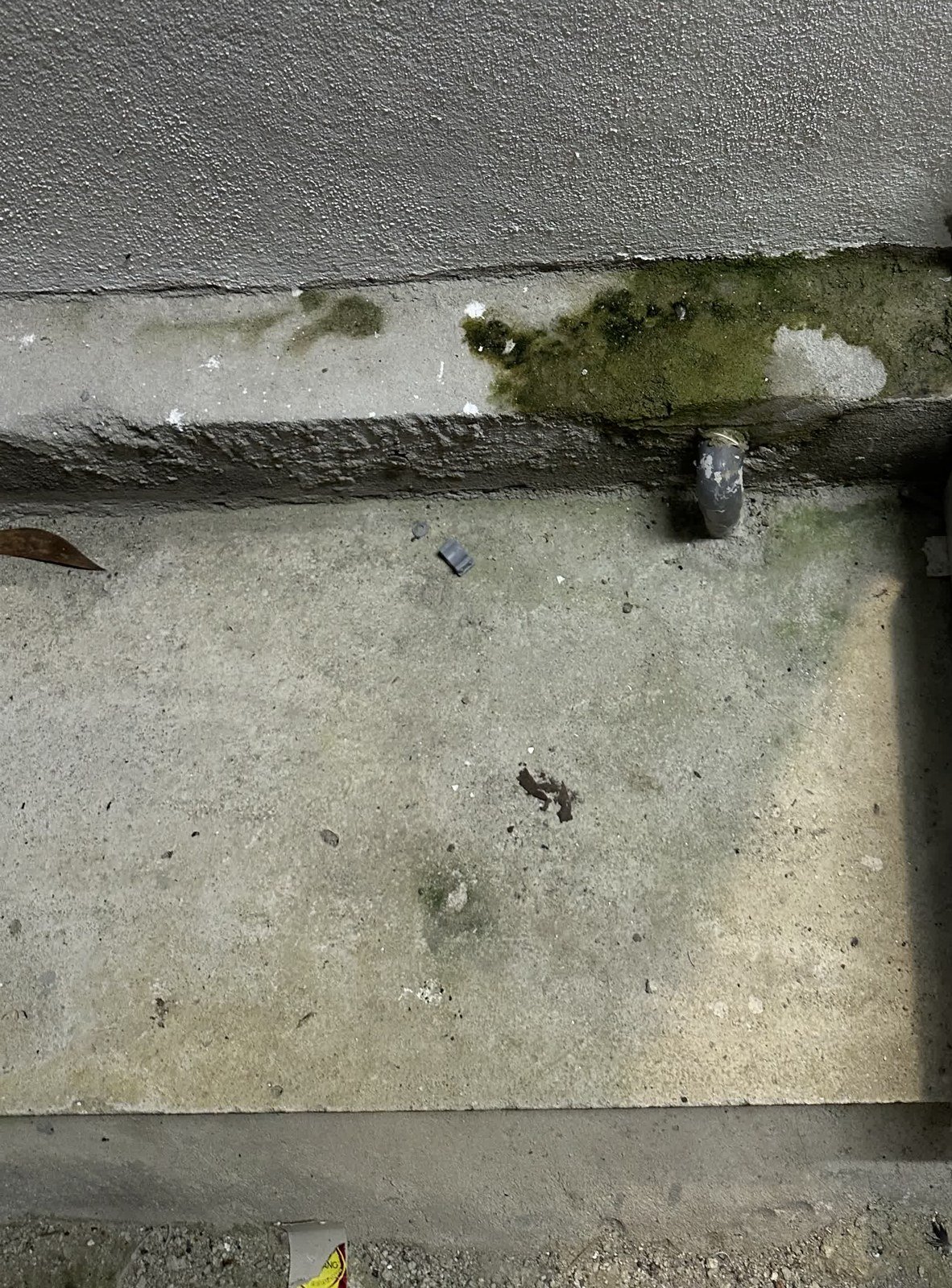 Moss growing along the base of a wall