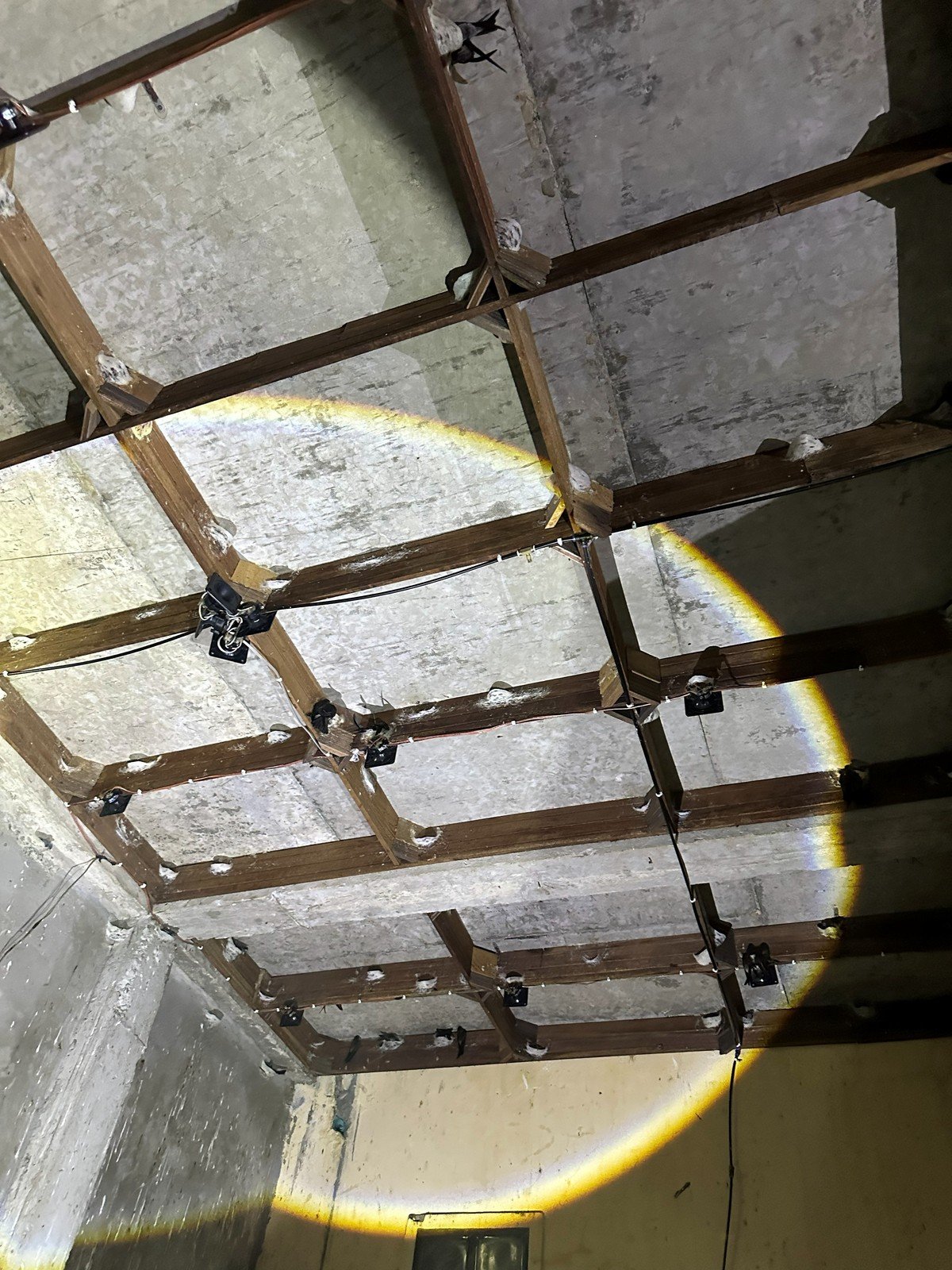 Nesting planks inside a swiftlet house, lit by a torch, with white nests on them