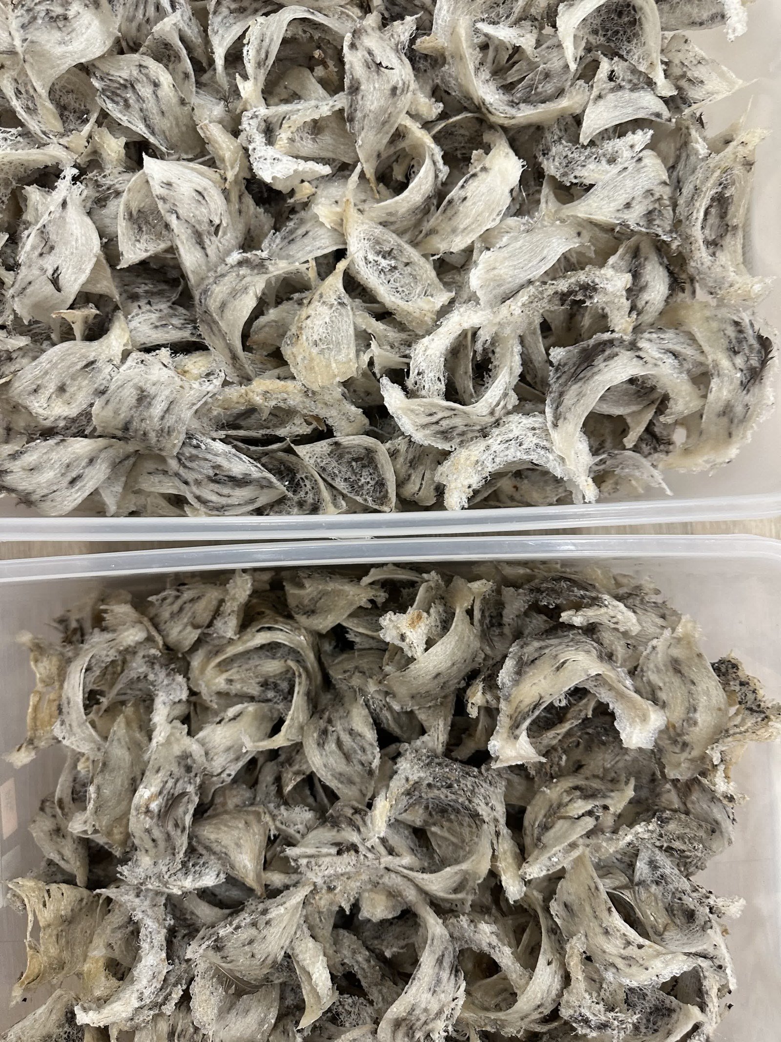 采下来的毛燕