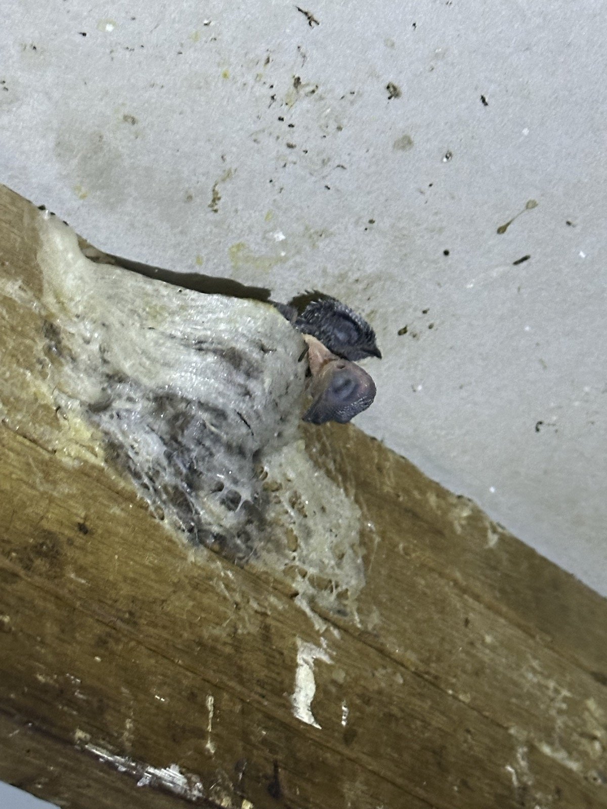 The start of a nest base on the corner of a nesting plank