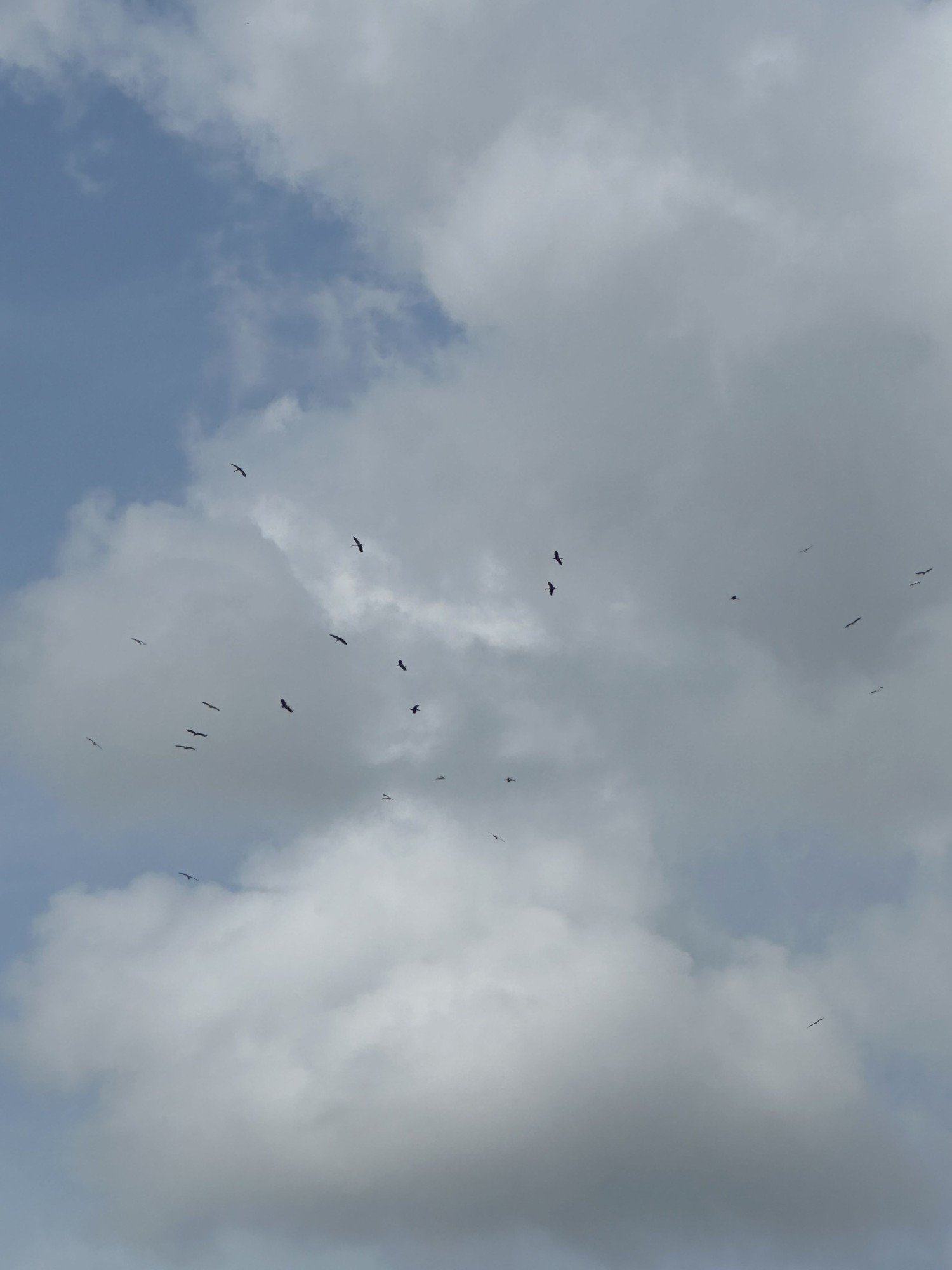 Swiftlets circling under clouds