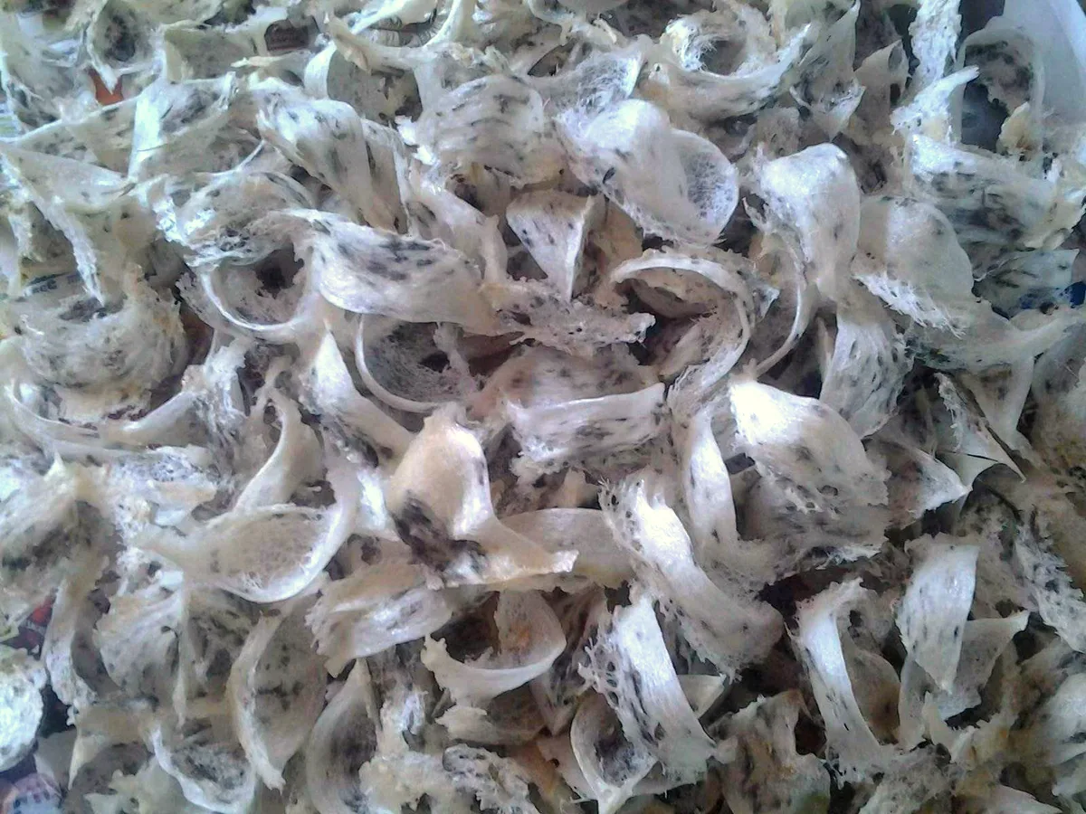 A close-up pile of freshly harvested raw bird's nests