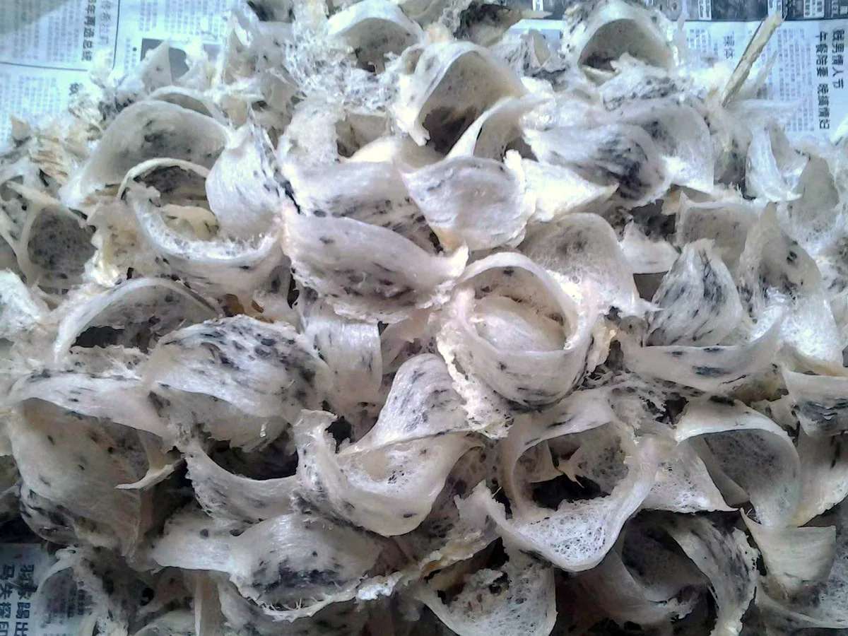 A close-up pile of freshly harvested raw bird's nests laid out on newspaper