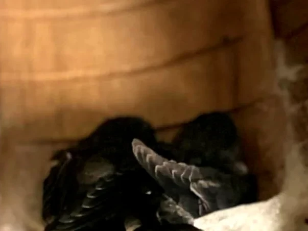 A nest and a swiftlet in the corner of a nesting plank